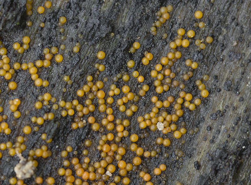 Nectria peziza